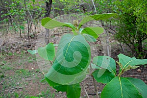 Teak Tectona Grandis growing in the Forest