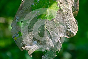 Teak Tectona grandis Tree Leaf effected by Teak defoliator Moth Insect