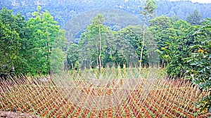 Teak tree field that will be reforested