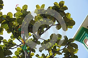 A teak tree leaf that has characteristic broad leaves that form a natural umbrella for shelter under it.