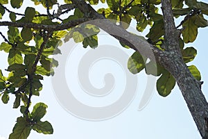 A teak tree leaf that has characteristic broad leaves that form a natural umbrella for shelter under it.