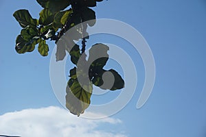 A teak tree leaf that has characteristic broad leaves that form a natural umbrella for shelter under it.