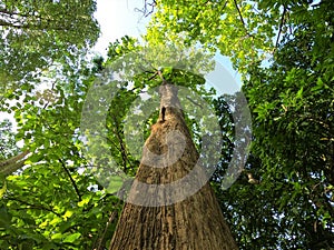 Teak tree looking up with sunlight