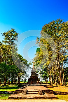 Teak tree with old pagoda in Pa Sak temple