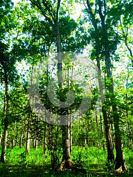 The heterogeneous forest