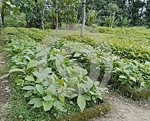 teak tree seedling nursery using the raised bed method. green leaves and mossy bricks bordering the ground