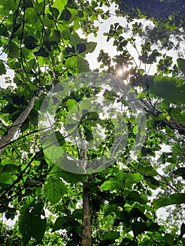 Teak trees in the summer season with sunlight passthrough