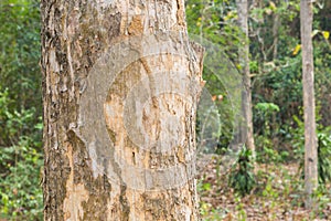 Teak Trees in Thailand precious hardwoods