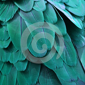 Teal Blue Macaw Feathers