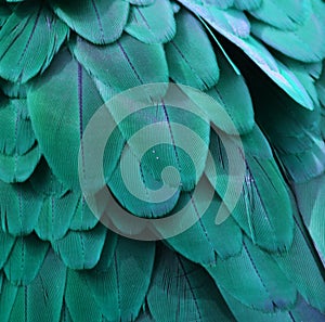 Teal Blue Macaw Feathers photo