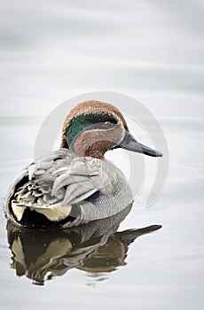 A Teal drake (Anas crecca)