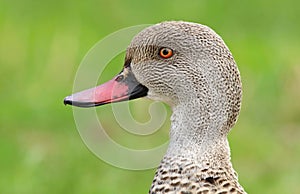 Teal duck Anas capensis in summer