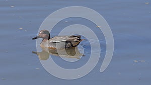 Teal duck male swimming in the pond