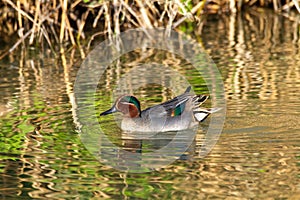 Teal duck marsh bird italy europe