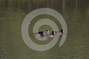 Teal Duck in nature