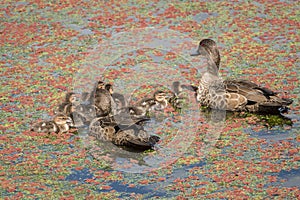 Teal Ducklings