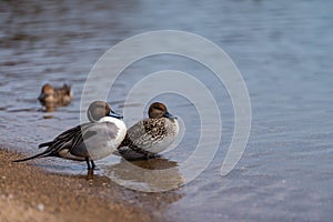 Teal ducks swimming on clear lagoon