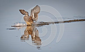 Teal landing on Lake.