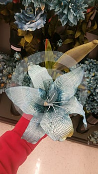 Teal lillie