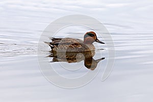 Teal, surface duck. Family Anatidae - Anas crecca