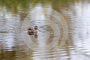 Teal, surface duck. Family Anatidae - Anas crecca