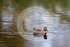 Teal, surface duck. Family Anatidae - Anas crecca