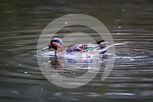 Teal, surface duck. Family Anatidae - Anas crecca