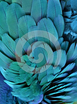 Teal/Turquoise Macaw Feathers