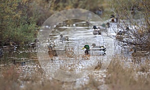 Teals and Mallards photo