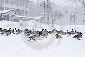 Teals at Nagahama, Inawashiro Lake in winter