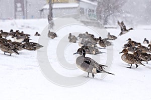 Teals at Nagahama, Inawashiro Lake in winter