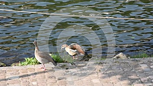 Teals at riverside of Neckar River