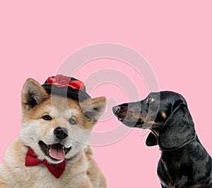 Team of akita inu and teckel dachshund on pink background