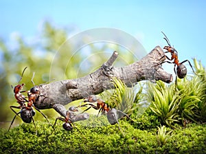 Team of ants carry log, teamwork