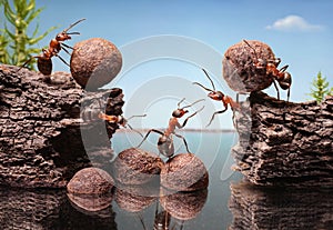 Team of ants construct dam, teamwork