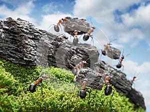 Team of ants costructing Wall, teamwork concept