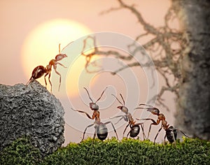 Team of ants, council, collective decision in work photo