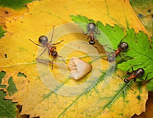 team of ants examine mushroom