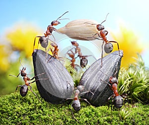 Team of ants img