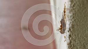 Team of ants lift cockroach up a wall, focus transition to ant colony teamwork to transport dead roach on floor. Pest