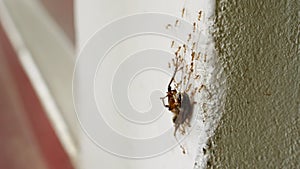 Team of ants lifting cockroach up vertical wall. Insect cooperation, carrying prey to colony. Pest control and hygiene
