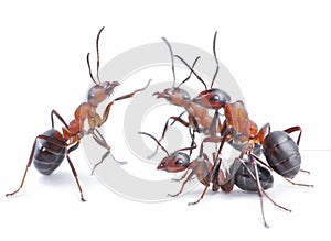 Team of ants, meeting concept