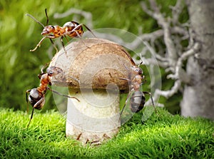Team of ants mushrooming, teamwork