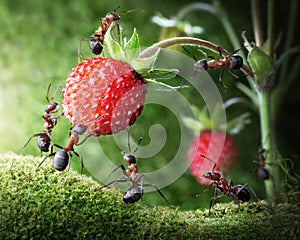 Team of ants picking wild strawberry, teamwork