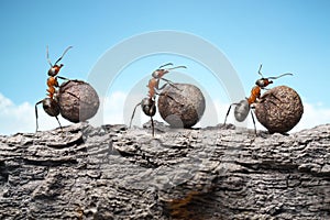 Team of ants rolling stones on rock, teamwork