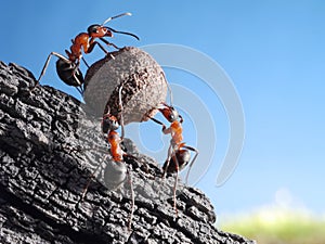 Team of ants rolls stone uphill, teamwork