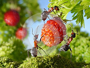 Team of ants img