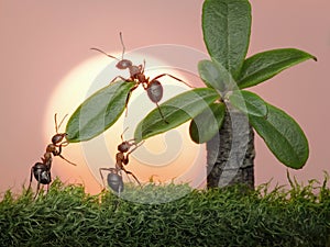 Un equipo de hormigas hojas de palmera trabajo en equipo 