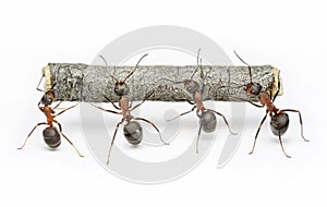 Team of ants img