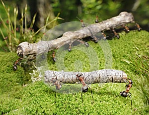 Un equipo de hormigas protocolos trabajo en equipo 